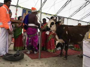 Gow Pooja. Cows were brought from Nepal only for Yagnam