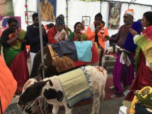Cow name was Surabhi.